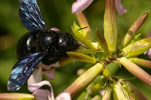 Xylocopa violacea