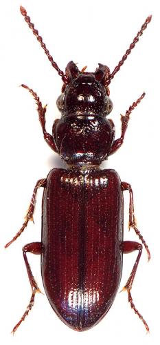 Réf. 65 104 : Nomius pygmaeus
