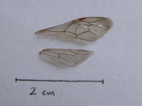Ophion sp.