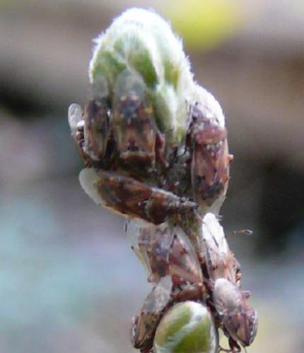 Kleidocerys sp.