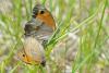 65347 – Photo : Robert Henno – France (84)