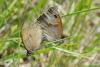 65346 – Photo : Robert Henno – France (84)