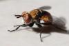 Gymnosoma sp.