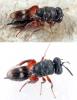 65988 – Photo : A. Henrard – Espagne