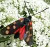 65406 – Photo : Christian Widmann – France (73)