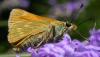 65480 – Photo : Christian Widmann – Suisse