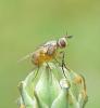 65985 – Photo : H. Dumas – France (13)