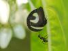 65484 – Photo : Alexandre Vinot – Guyane française