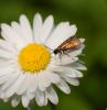 65384 – Photo : Régis Henry – France (57)