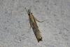 65246 – Photo : alain Roujas – France (31)