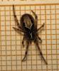 65724 – Photo : Guillaume JACQUEMIN – France (34)