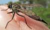 Neomochtherus geniculatus