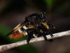 65527 – Photo : Alexandre Vinot – Guyane française