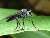 65528 – Photo : Alexandre Vinot – Guyane française
