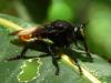 65483 – Photo : Alexandre Vinot – Guyane française