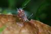 65869 – Photo : Arthropa - Benoit Martha – France (71)