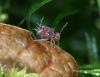 65870 – Photo : Arthropa - Benoit Martha – France (71)
