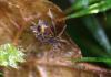 65868 – Photo : Arthropa - Benoit Martha – France (71)