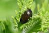 65588 – Photo : Bernard DELEFOSSE – France (84)
