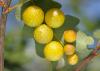 65490 – Photo : Pascal Vigneron – France (52)