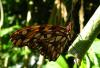 65918 – Photo : Michalke Friedrich – Mexique