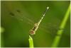 65440 – Photo : Benoit Guillon – Laos
