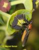 65615 – Photo : Berger Laurent – France (13)