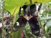 65085 – Photo : Olivier Duviols – Guyane française