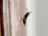 65895 – Photo : Jerome Carminati – France (39)