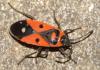 65164 – Photo : f vanhille – France (95)