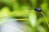 65509 – Photo : Juliane Casquet – France (65)