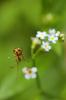 65645 – Photo : Juliane Casquet – France (65)