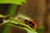 65648 – Photo : Juliane Casquet – France (65)