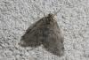 65191 – Photo : alain Roujas – France (31)