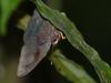 65885 – Photo : Alexandre Vinot – Guyane française