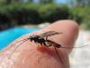 65374 – Photo : Gilles Roux – France (13)
