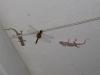 65570 – Photo : C. Bal – Burundi