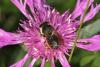 65927 – Photo : eudemis – France (33)