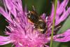 65928 – Photo : eudemis – France (33)