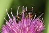 65929 – Photo : eudemis – France (33)