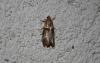 65249 – Photo : alain Roujas – France (31)
