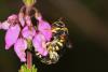 65760 – Photo : eudemis – France (33)