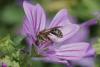 65824 – Photo : eudemis – France (33)