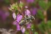 65713 – Photo : eudemis – France (33)