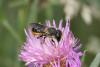 65717 – Photo : eudemis – France (33)
