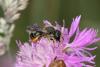 65718 – Photo : eudemis – France (33)