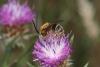 65800 – Photo : eudemis – France (33)