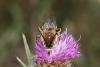 65801 – Photo : eudemis – France (33)