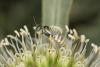 65781 – Photo : eudemis – France (33)