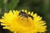 65796 – Photo : eudemis – France (33)